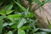Orthetrum sp.